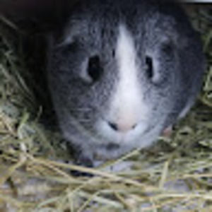 Meet your Posher, Isabella